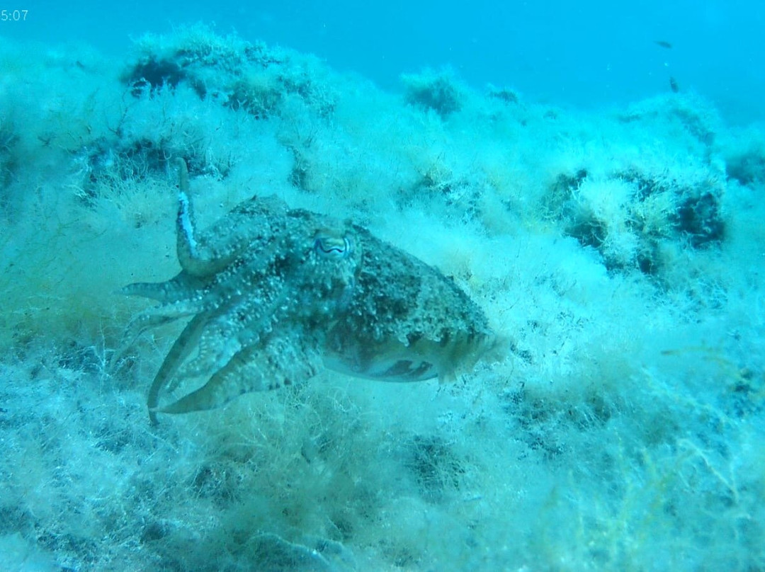 Blu Infinito Diving Center-San Teodoro必去景点