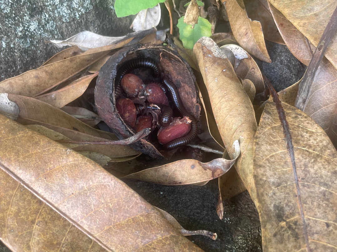 Laura's Herb & Spice Garden-St. George's必去景点