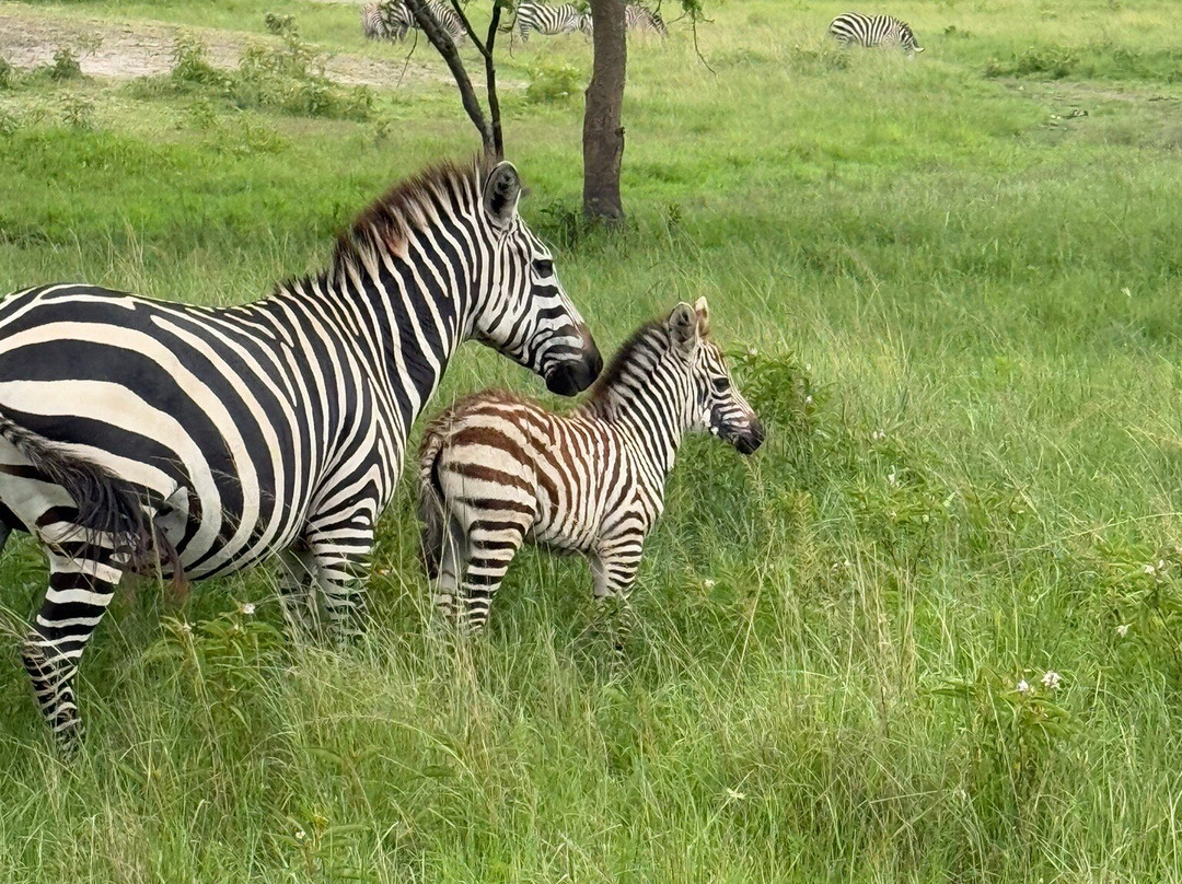 Great Adventures Uganda-坎帕拉必去景点