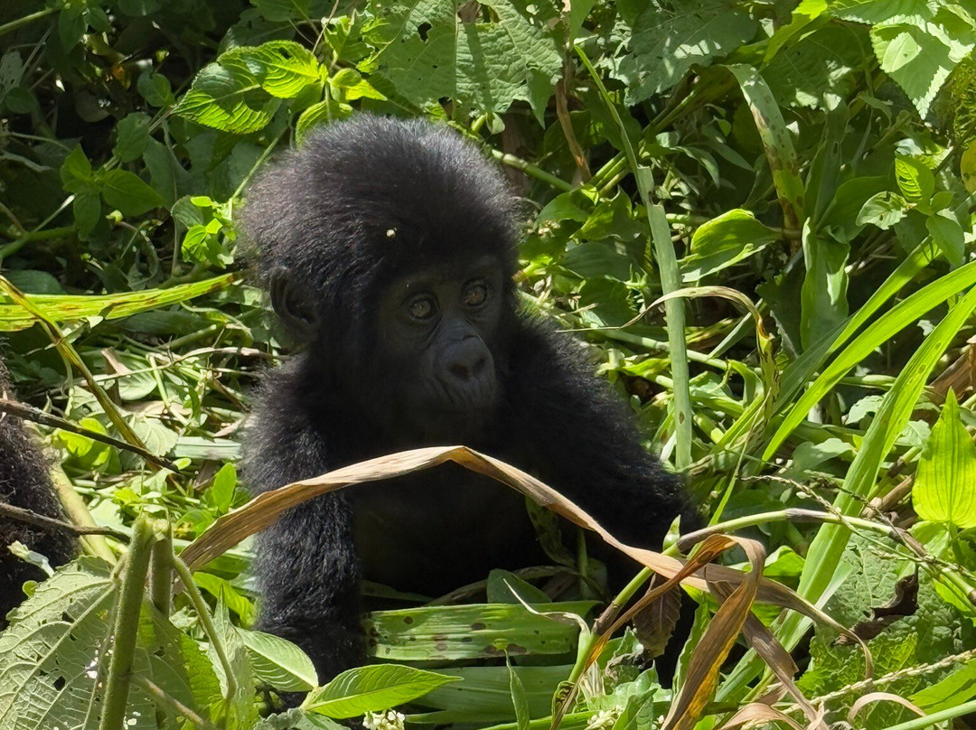 Great Adventures Uganda-坎帕拉必去景点