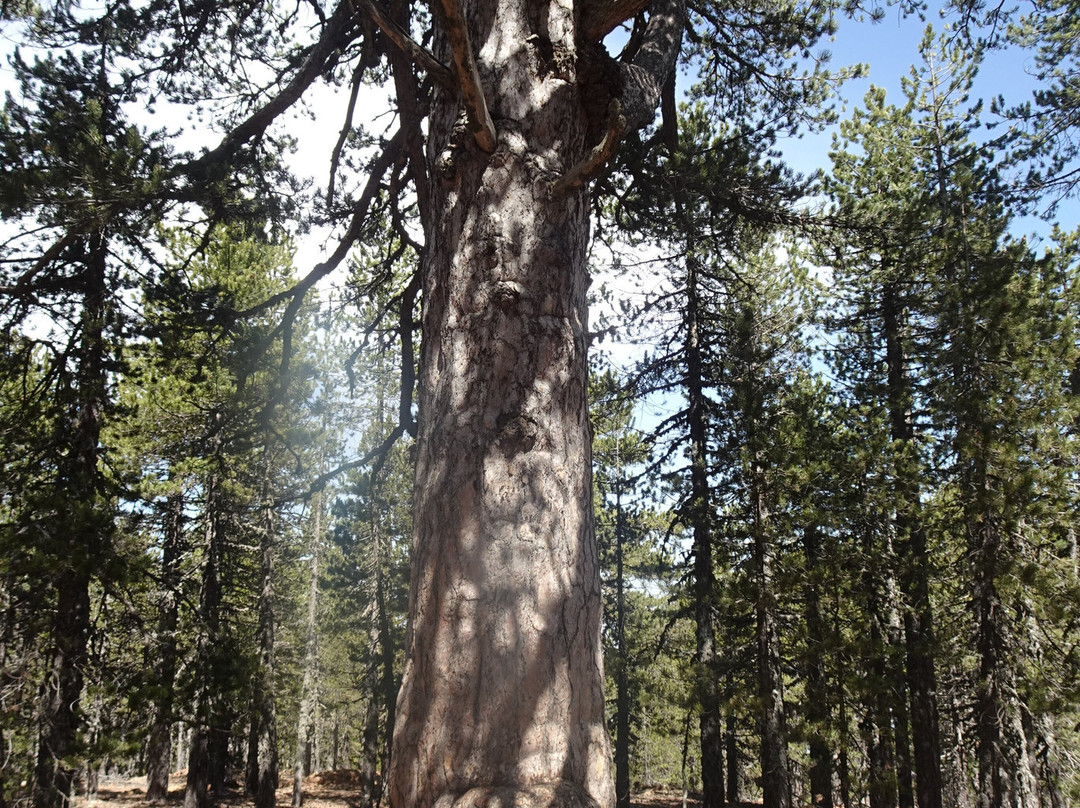 Artemis Nature Trail-特罗多斯必去景点