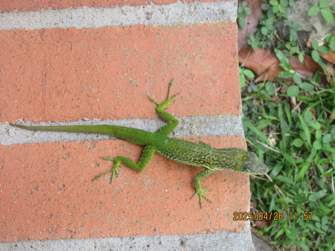 Musee de la Pagerie-Trois-Ilets必去景点