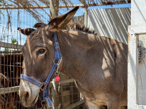 DD Tours Greece-米科诺斯必去景点