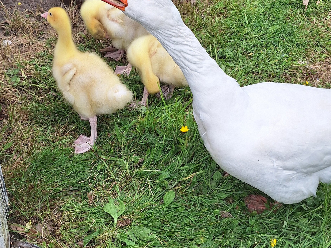 The Brickwall Hotel主图