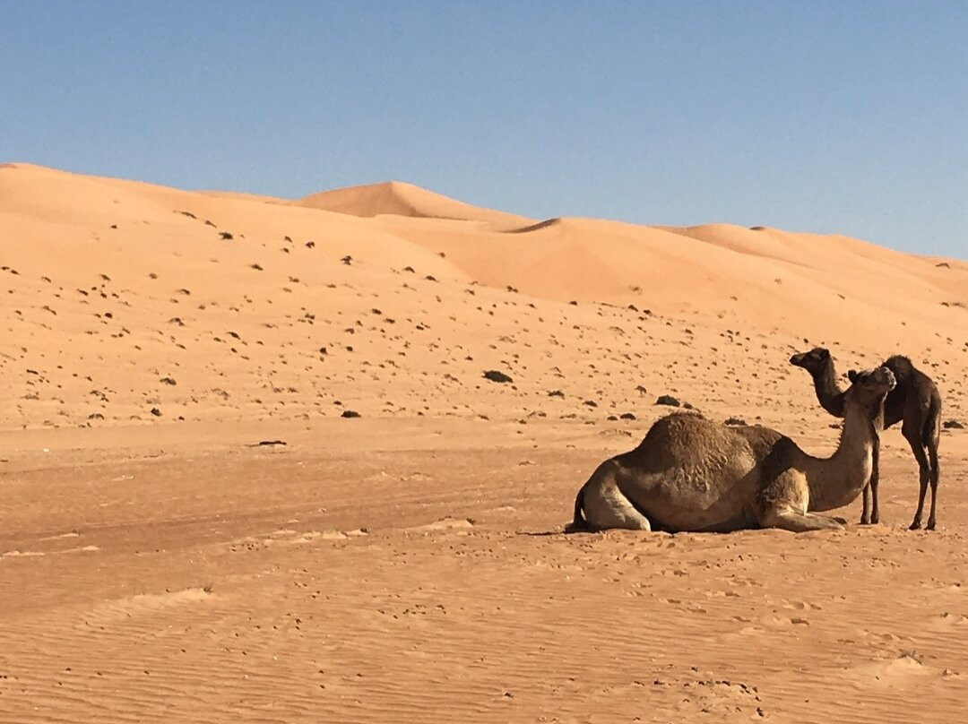 Safari Desert Camp主图