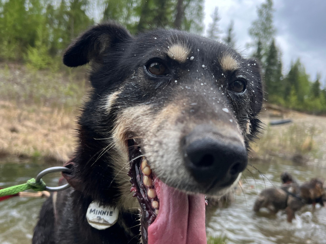The Alaska Dogstead Mushing Company景点图片