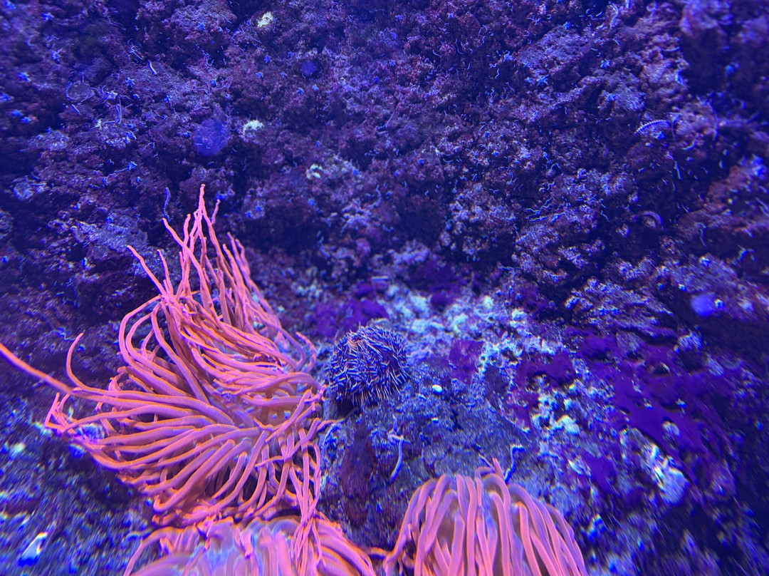 Sea Life Scarborough景点图片