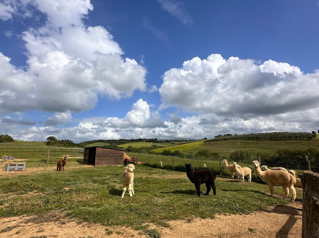 Albus Alpacas景点图片