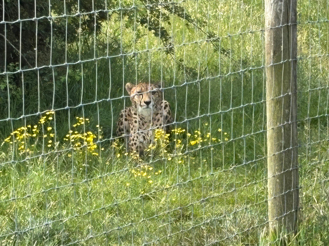 Hamerton Zoo Park景点图片