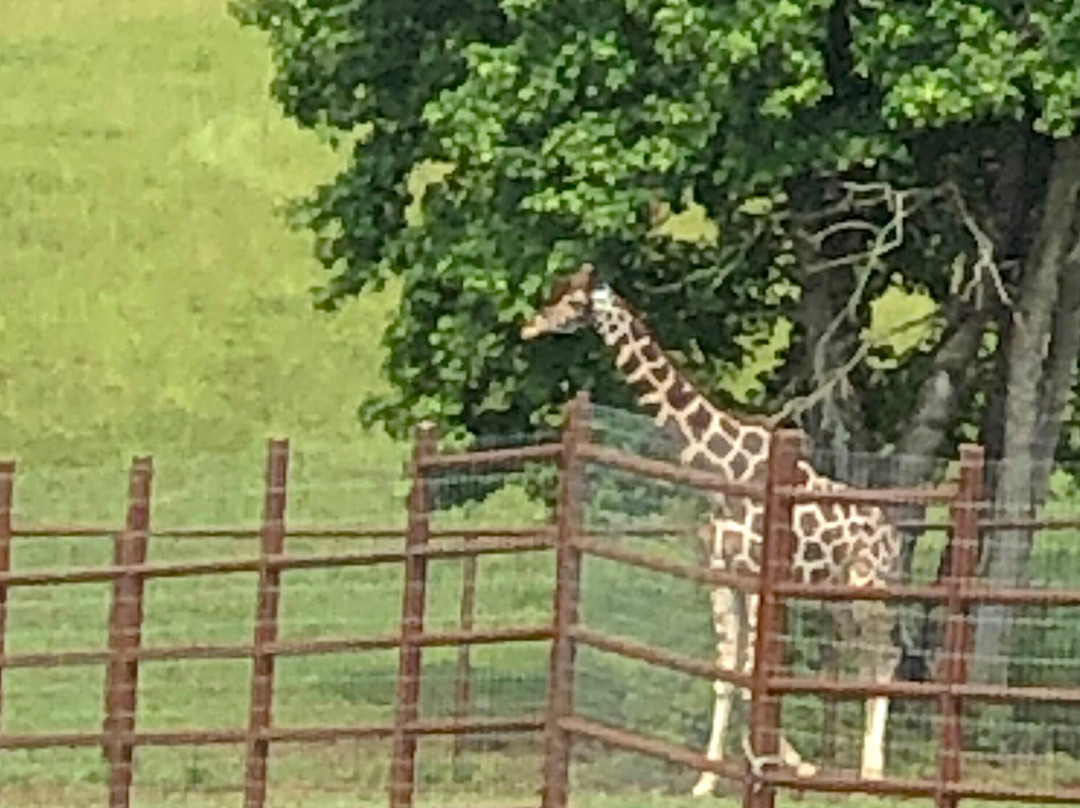 Wild Georgia Safari Park-Metter必去景点