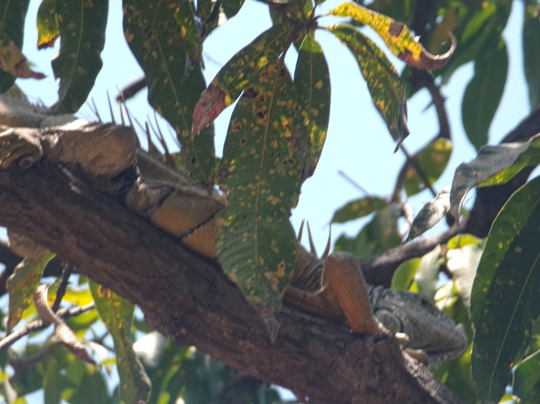 Isla Cuale-瓦拉塔港必去景点