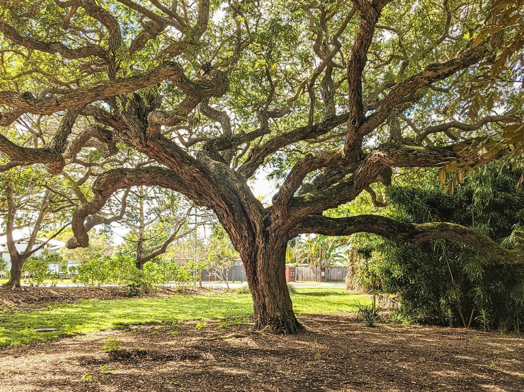 Mackay Regional Botanic Gardens景点图片