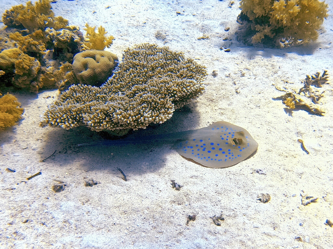 Pirates Dive Club-沙姆沙伊赫必去景点