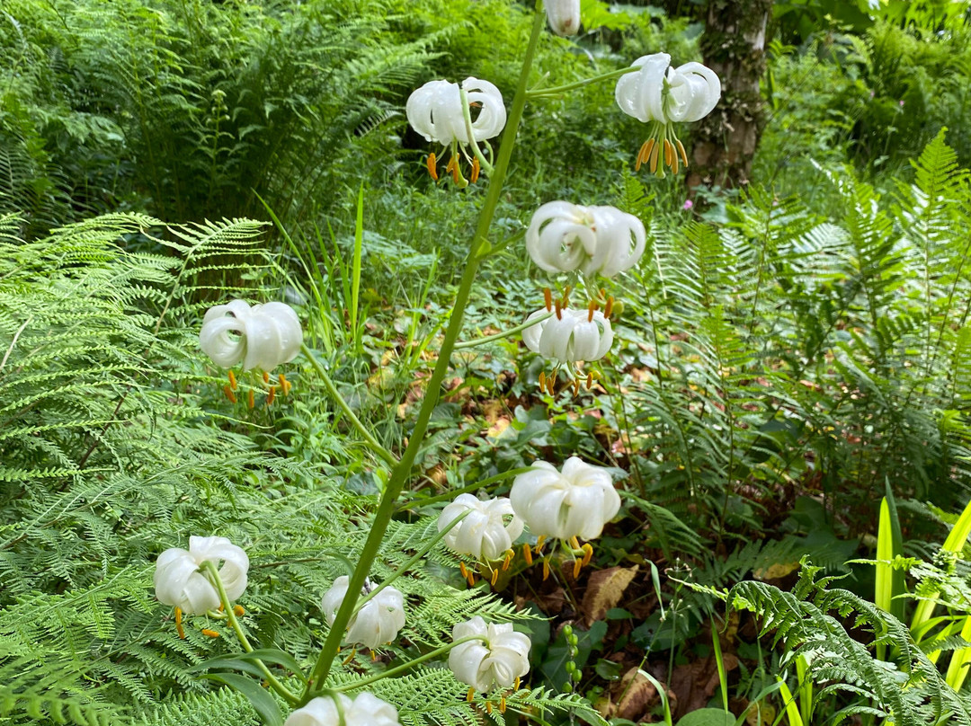 Attadale Gardens-Strathcarron必去景点