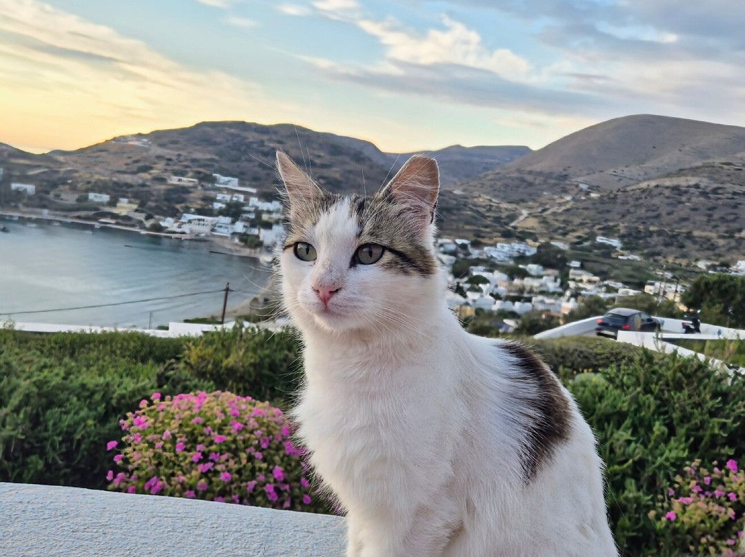 Pino Di Loto Boutique Bed And Breakfast主图