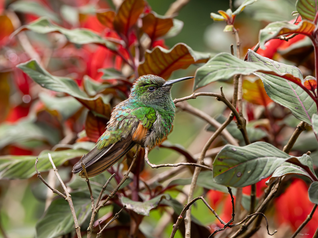 Jason Lara Tours-波魁特必去景点