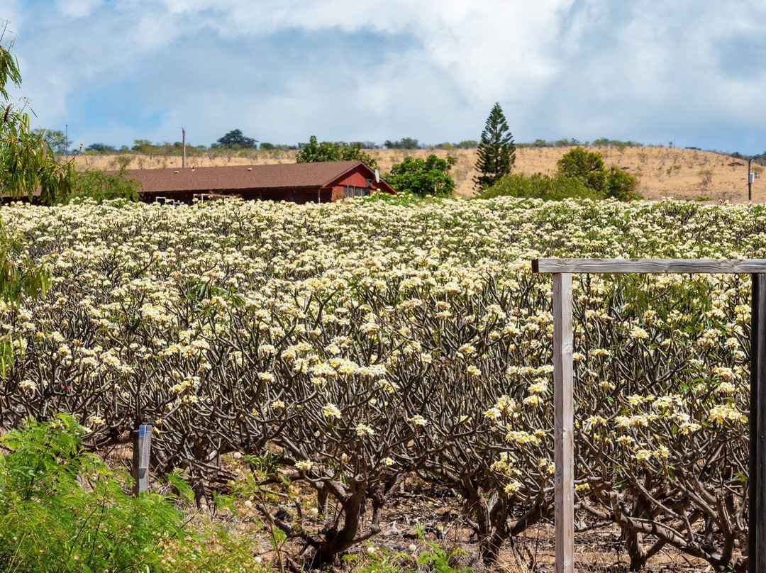 Molokai Plumerias-考纳卡卡伊必去景点