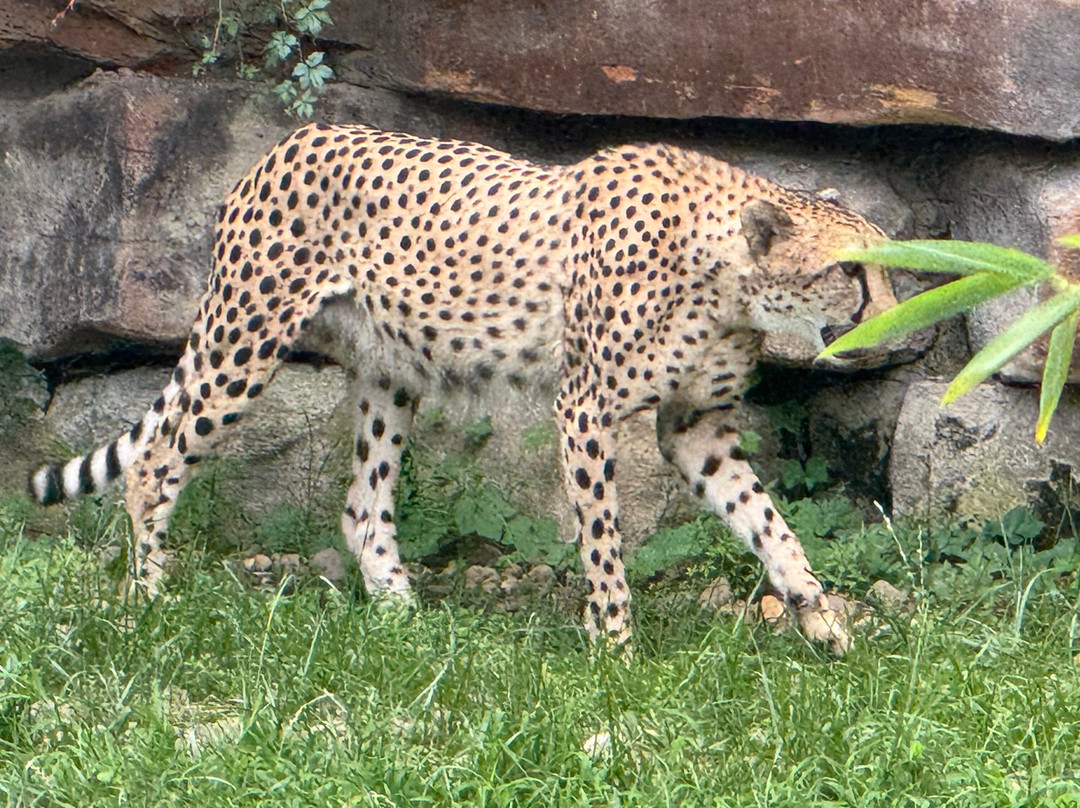 Fort Worth Zoo-沃思堡必去景点