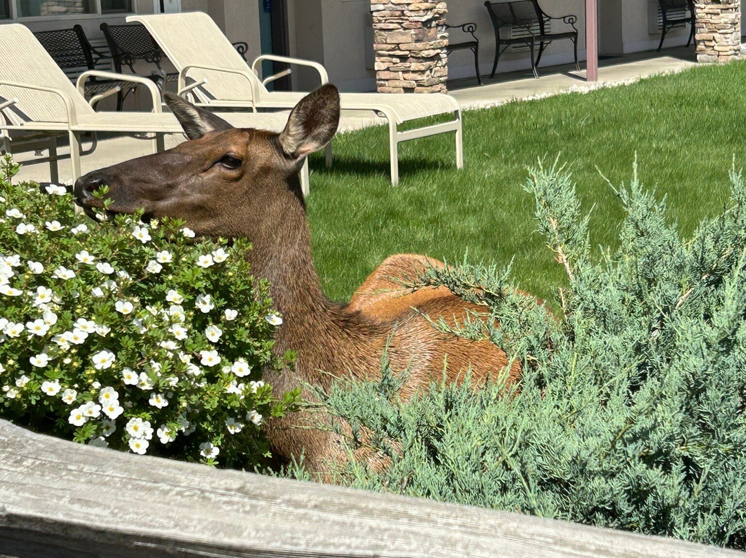 Best Western Plus Silver Saddle Inn主图