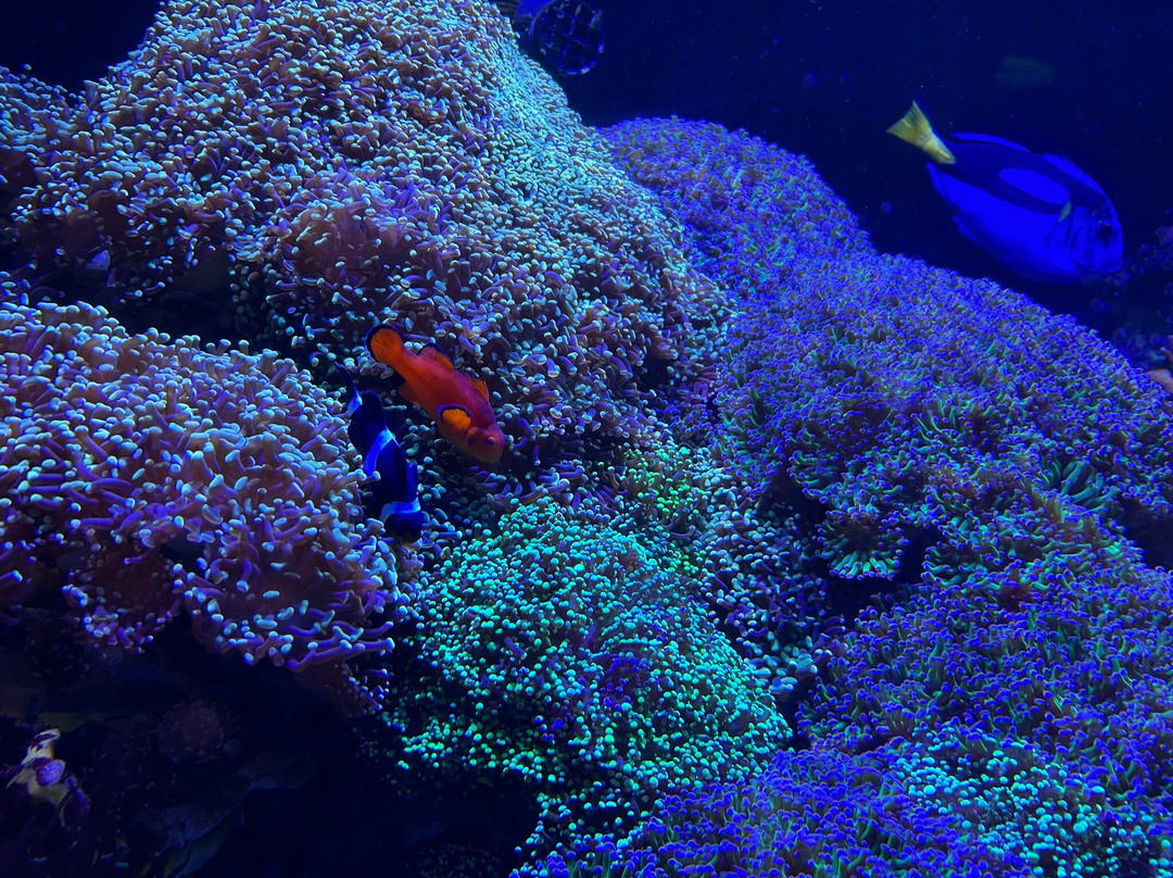 Mote Marine Laboratory & Aquarium-萨拉索塔必去景点