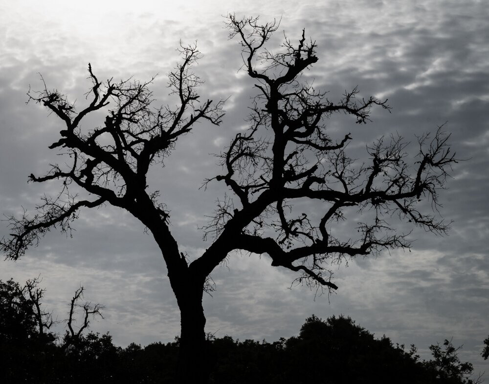 Discovering Donana-El Rocio必去景点