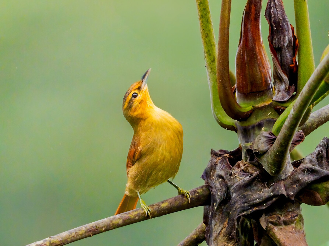 San Jorge Eco-lodges & Private Reserves in Ecuador-基多必去景点