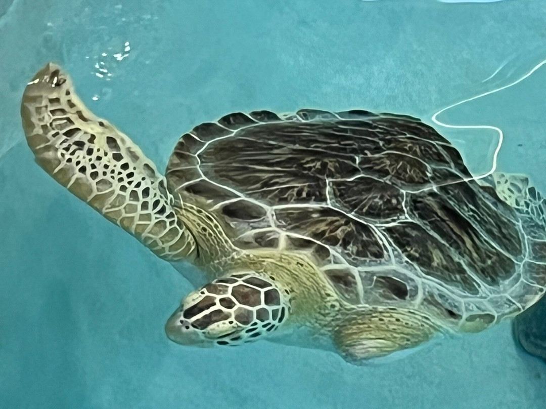 Navarre Beach Sea Turtle Conservation Center-纳瓦拉必去景点