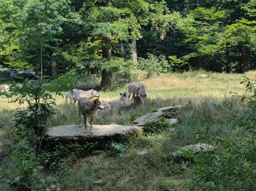 Wildpark Bad Mergentheim-巴特梅尔根特海姆必去景点