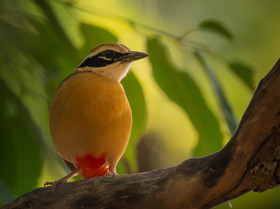 The Tiger Tours-瑟瓦伊马托布尔必去景点