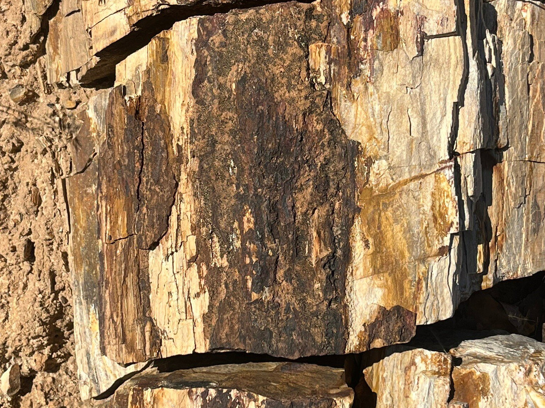 Petrified Forest-Khorixas必去景点