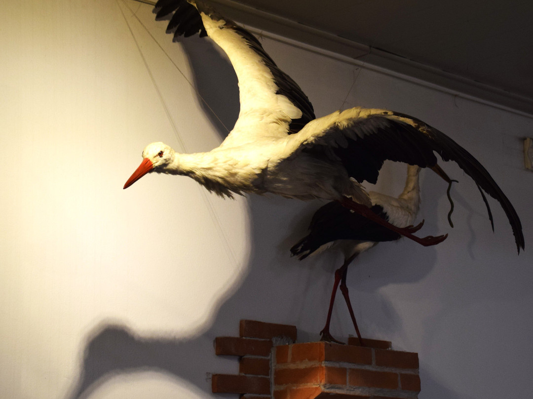 Museo di Storia Naturale Faraggiana Ferrandi-诺瓦拉必去景点
