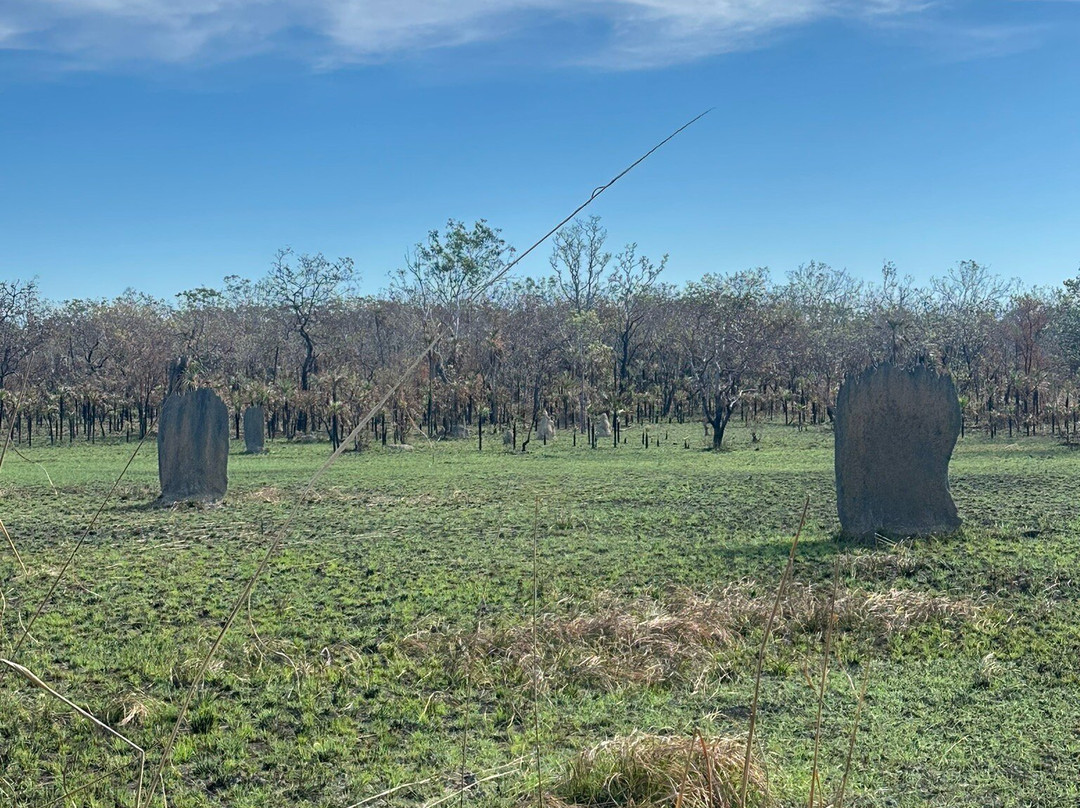 Magnetic Termite Mounds-Litchfield National Park必去景点