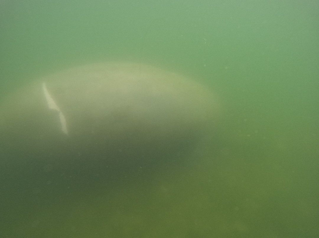 Go Local Manatee Tours-克里斯特尔里弗必去景点