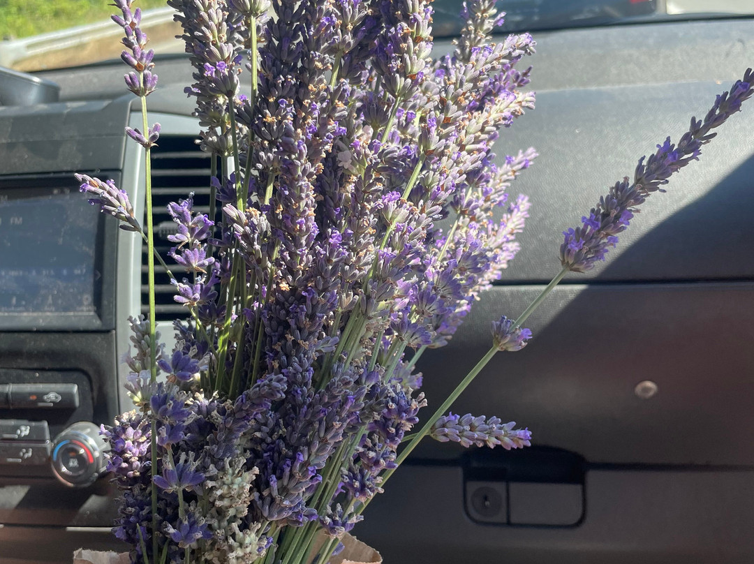 Snofalls Lavender Farm-Fall City必去景点