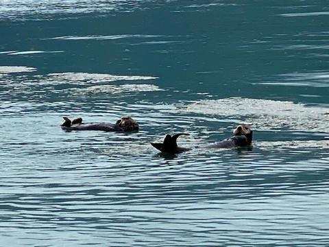 Seward Wildlife Tours-苏厄德必去景点