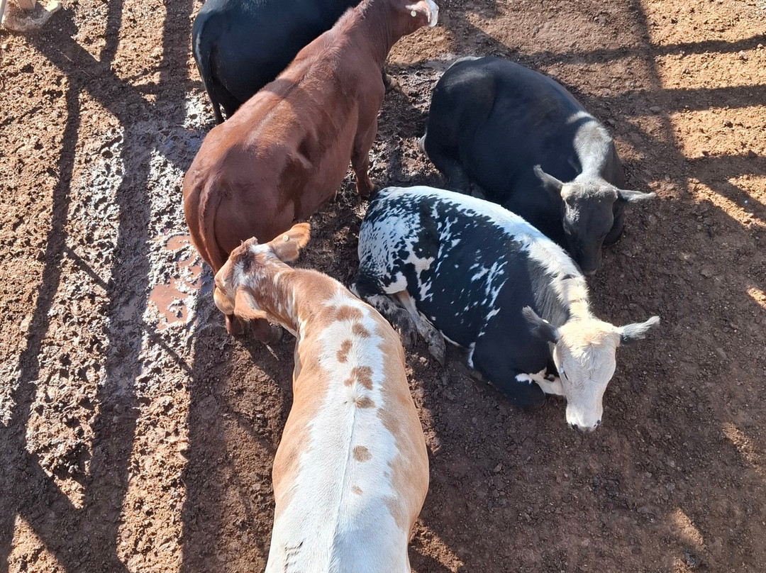 Roma Cattle Saleyards-Roma必去景点