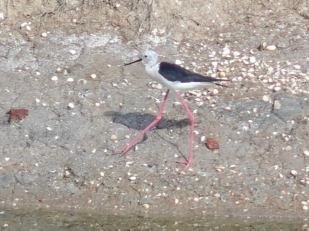 Salina di Cervia-切尔维亚必去景点