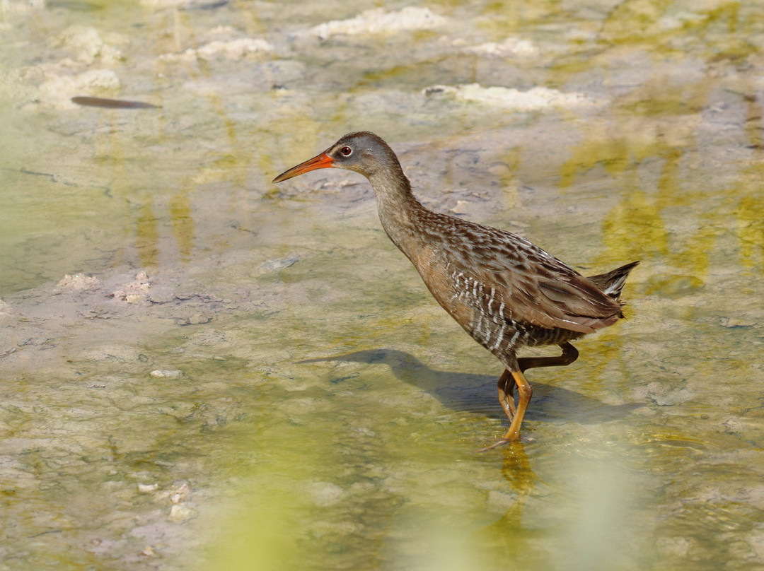 Amar Aves: Birdwatching and Mayan culture-图伦必去景点