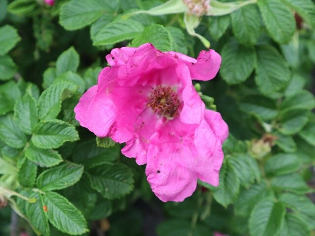 Otatomari Swamp-利尻富士町必去景点