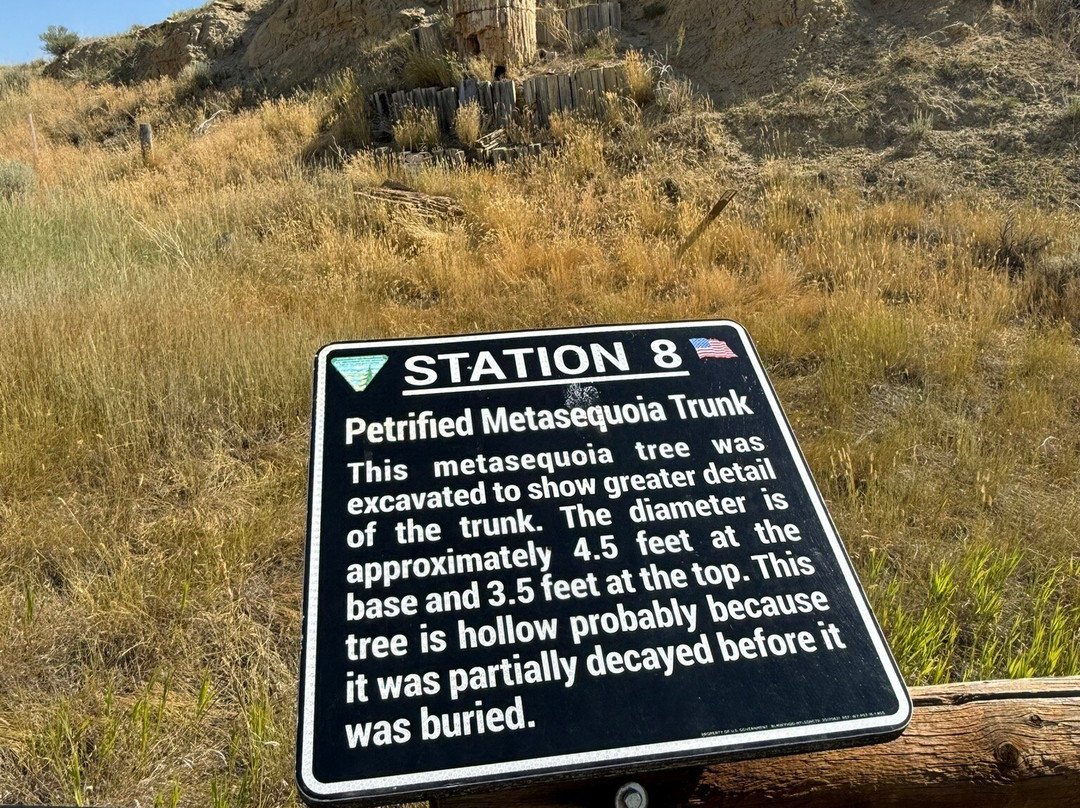 Dry Creek Petrified Forest-布法罗必去景点