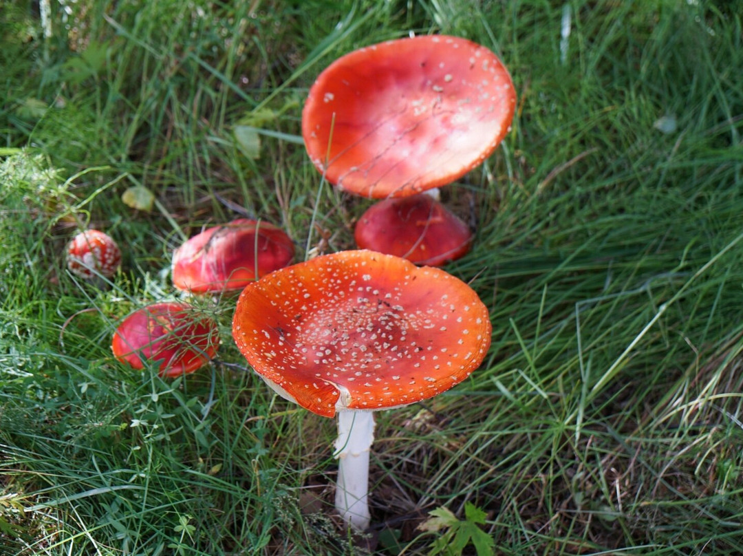 Hraunfossar-Husafell必去景点