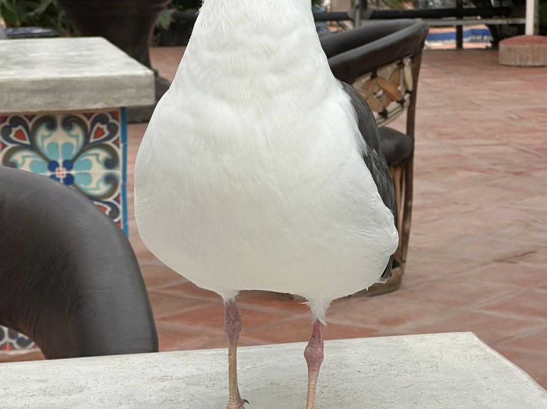 Las Rocas Resort & Spa主图