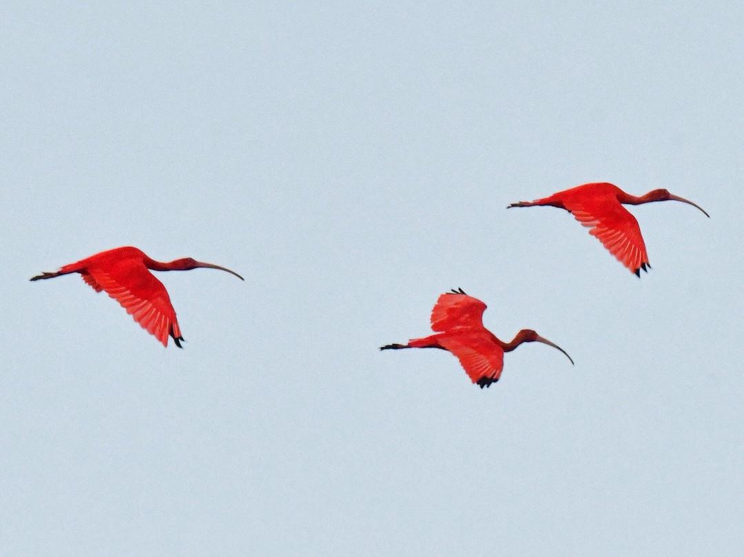 Parnaiba Delta-Parnaiba必去景点