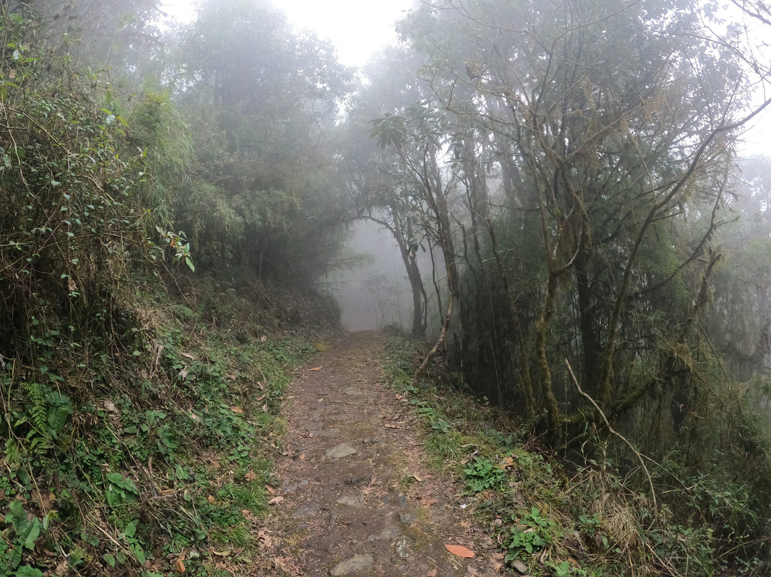 Varsey Rhododendron Sanctuary-West Sikkim必去景点