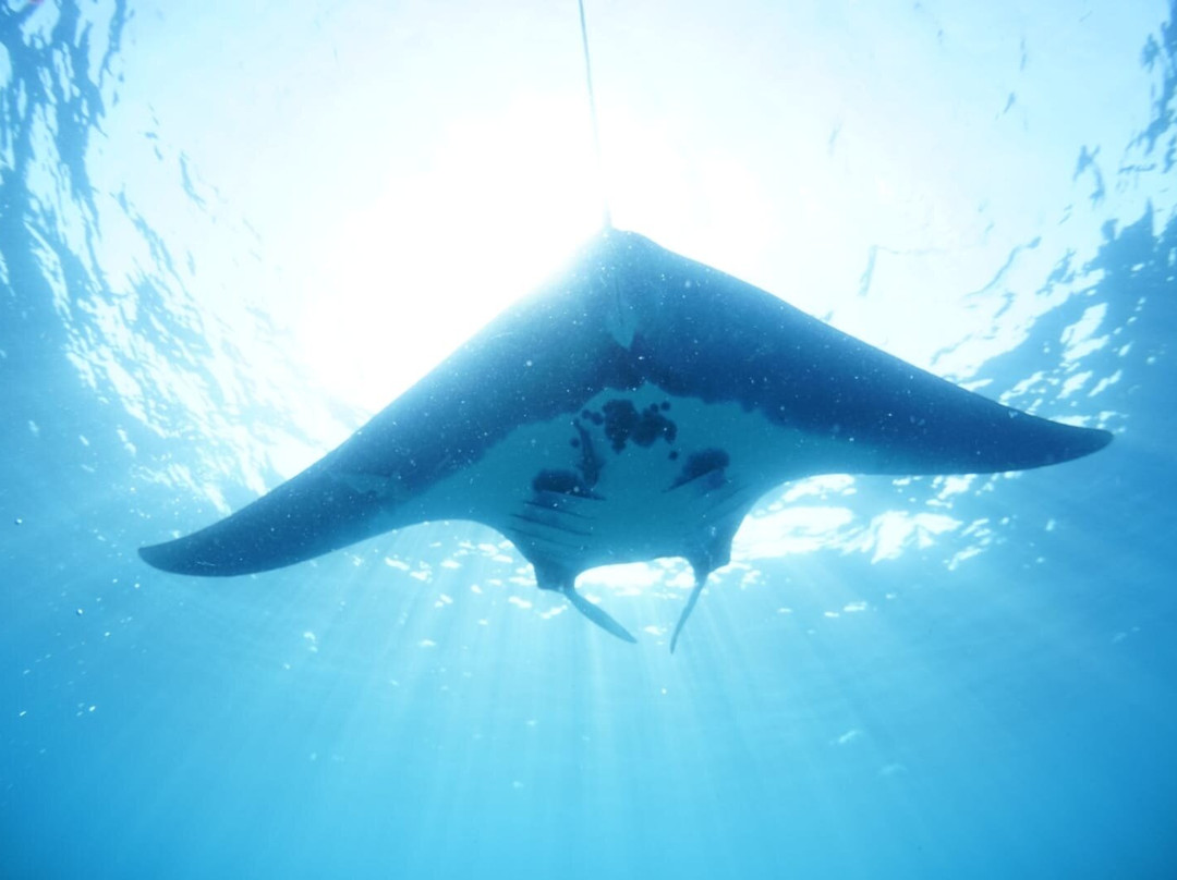 Baja Underwater Expeditions-La Ventana必去景点