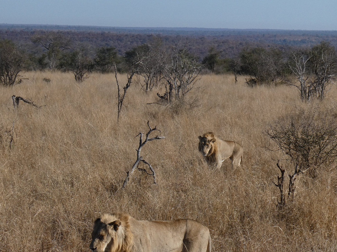 My Africa Safaris-霍德斯普鲁特必去景点