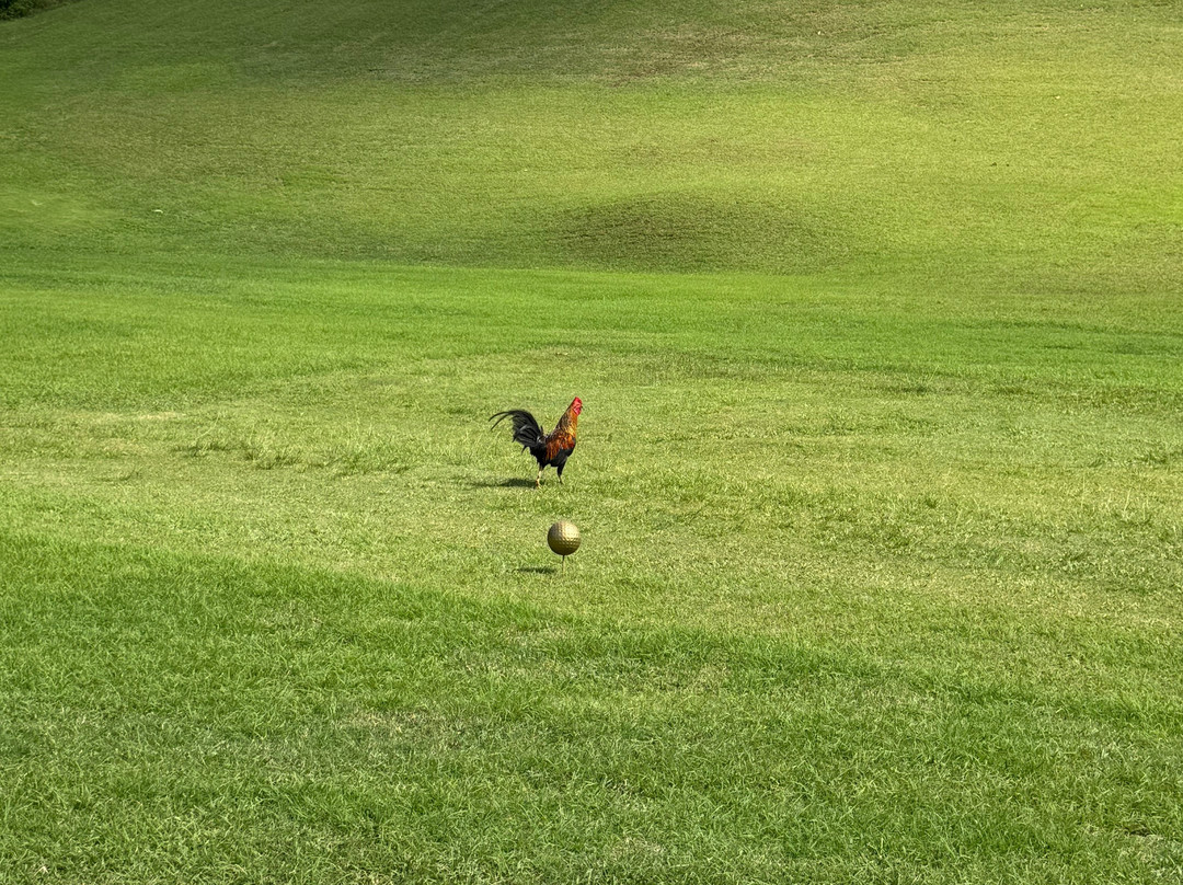 曼吉罗高尔夫球俱乐部-Mangilao必去景点