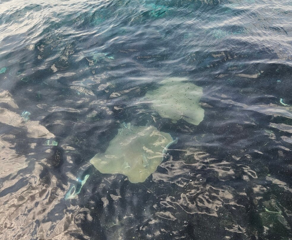 The Port of Malé-马累必去景点