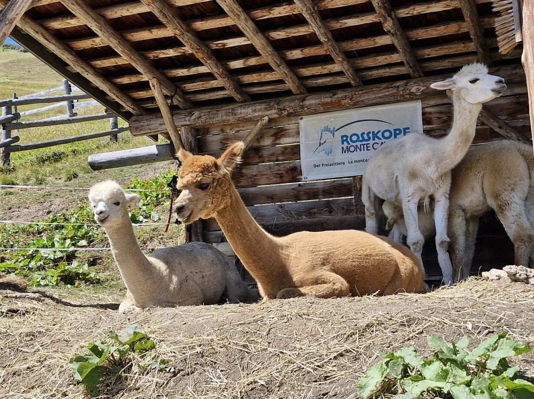 Rosskopf - Monte Cavallo-维皮泰诺必去景点