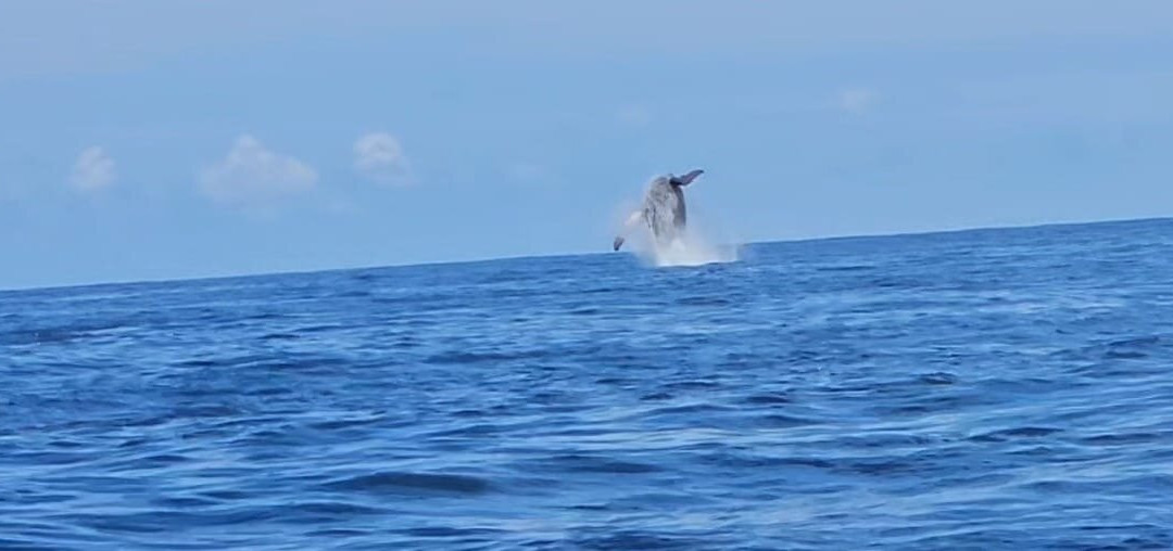 Caño Divers-德雷克湾必去景点